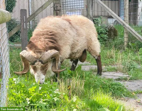 Lieber Skudden Schafbock zu vermieten