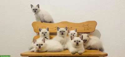 Junge Katzen, BKH Kitten, Katzenbaby zu verkaufen