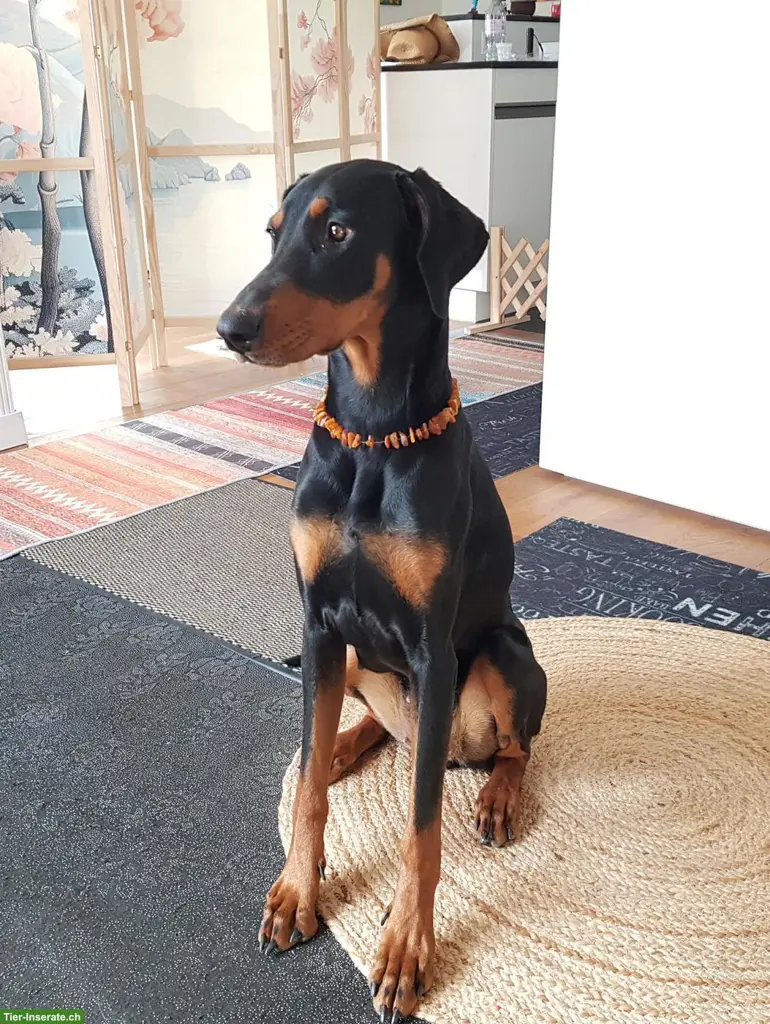 1.5-jährige Dobermann Hündin