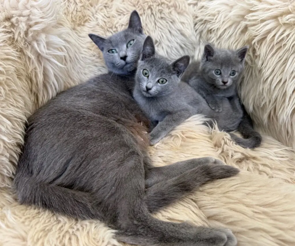 Reinrassig Russisch blau Kitten