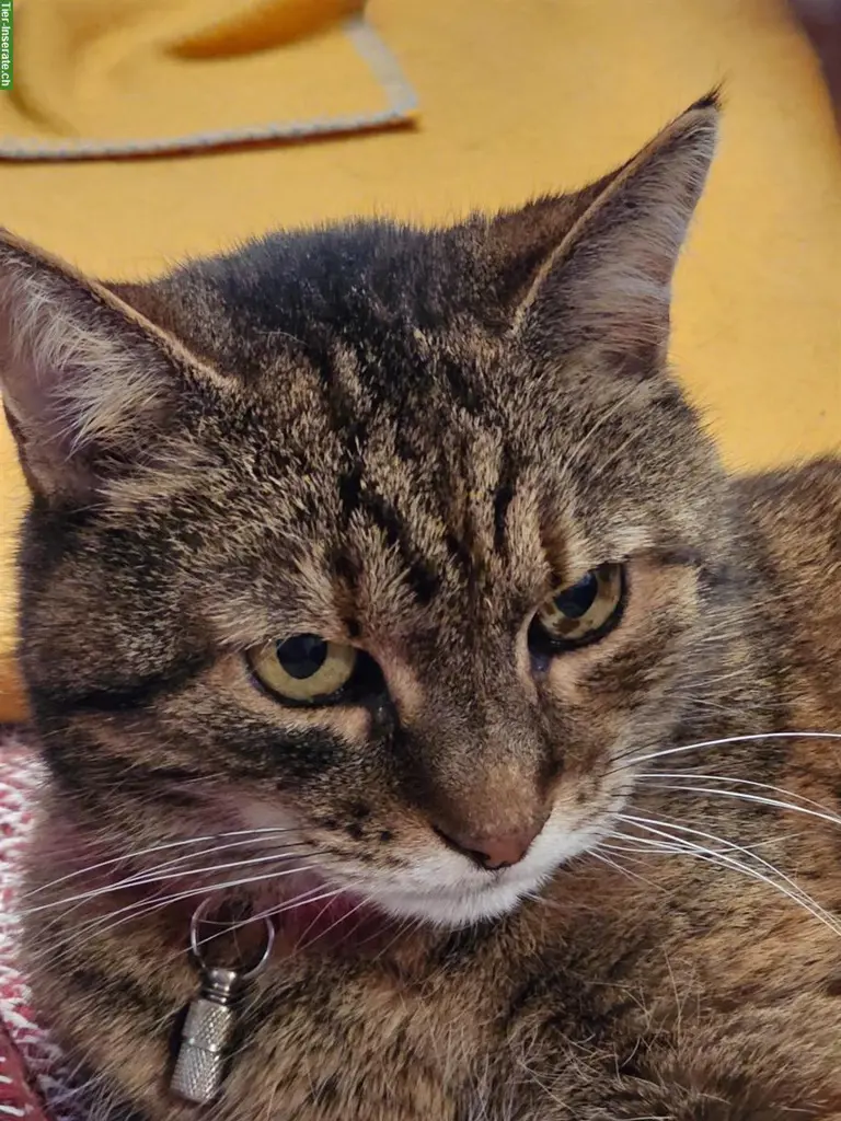 Eine Katze Senior in Chur sucht Ferienbetreuung