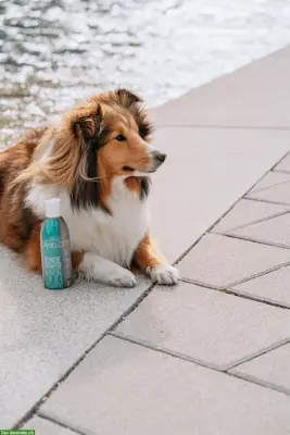 Hundeshampoo Classic | 200 ml | CANELO rein natürlich
