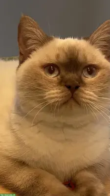 Britisch Kurzhaar Deckkater Jimmy