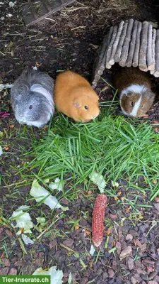 Suche Ferienbetreuung für 3 Meerschweinchen, Region Lindau/Effretikon
