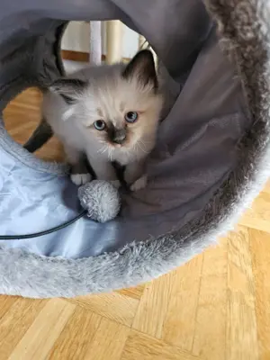 Junge Heilige Birma Kitten