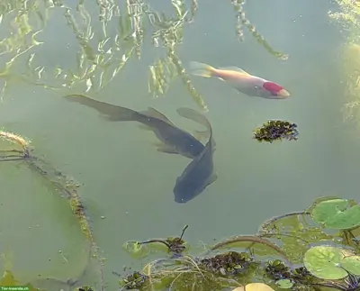 Wildfarbene Goldfische suchen neues Zuhause
