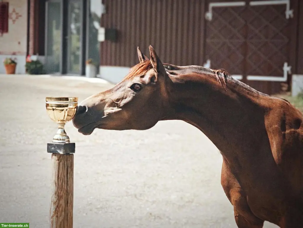 Schönstes Sportpony der Welt sucht feinfühlige Pflegebeteiligung