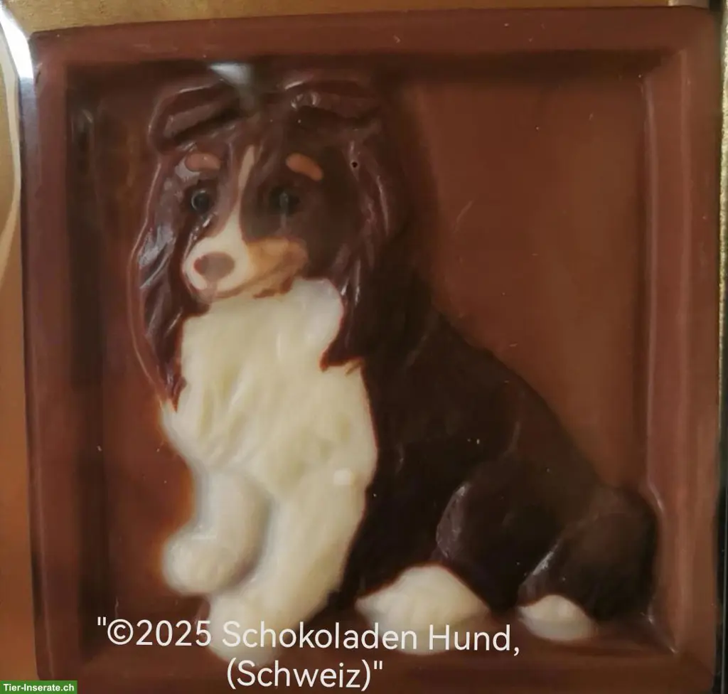 Geschenkidee HUNDE AUS SCHOKOLADE