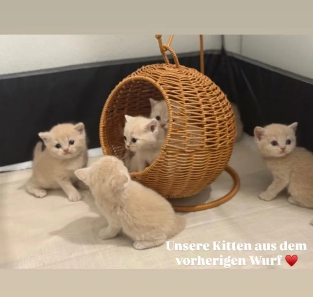 Reinrassige BKH Kitten in Creme