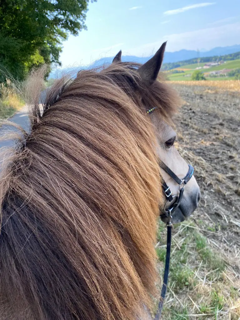 Verlasspferd Naturtölter
