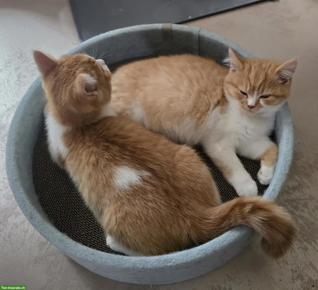 Reinrassige BKH Kitten mit Stammbaum vom Züchter