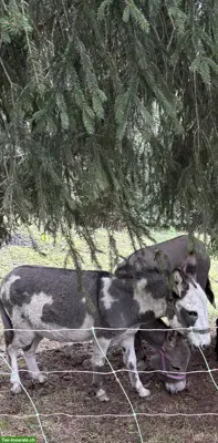 Lieber Eselhengst PIPO zu verkaufen