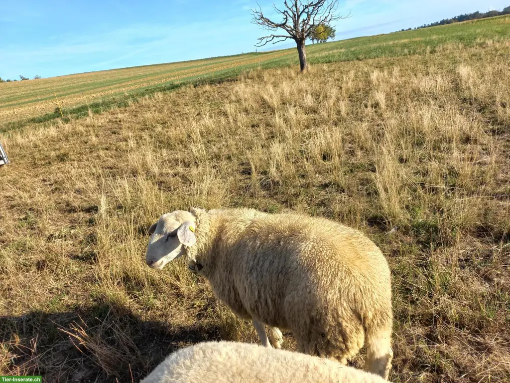 Schöner Texel und Texel x Saaser Mutten Widder