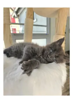 Maine Coon Kater kitten