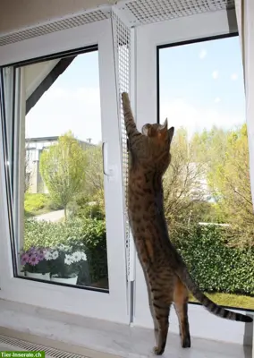 Kippfensterschutz für Katzen von austmetall, Sys 4, ohne Bohren
