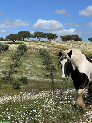 Praktikum auf Pferdehof in Portugal
