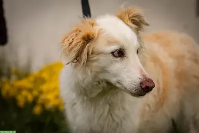 🐾 Taube Barsoi Mischlingshündin Amira, 5-jährig 🐾