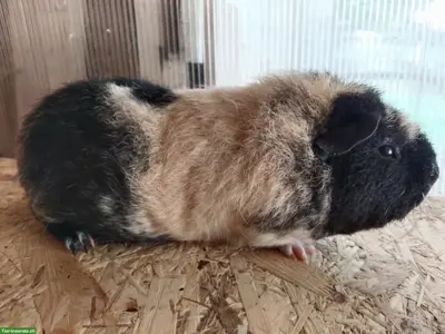 Wolly Cuy Riesenmeerschweinchen, auch in California