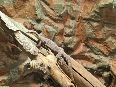 Suche 0.1 Varanus Glauerti adult oder 0.0.X Jungtiere