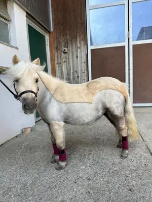 Minishetty Stute