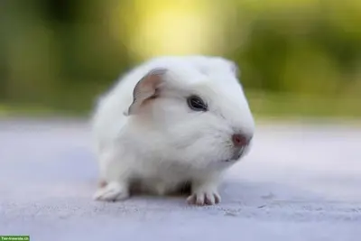 Hübsches Meerschweinchen Männchen sucht Zuhause