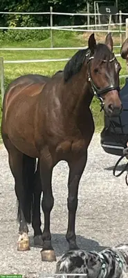 Toller 7-jährigen Wallach, 1.53m gross zu verkaufen