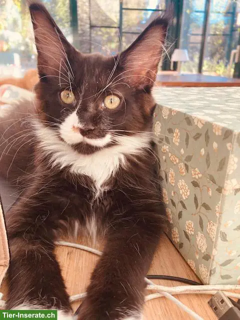 Maine Coon Kitten mit Stammbaum
