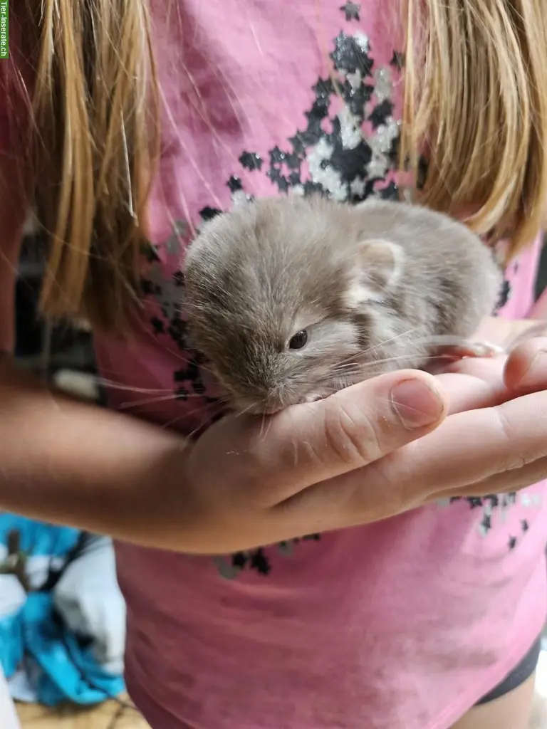 Chinchilla Babys, Jungtiere aus Hobbyzucht
