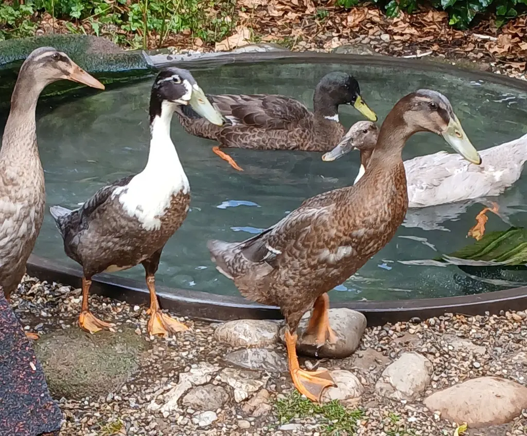 d18fbf61-d3f1-488b-8b2f-ba448f9b92a6-Erpel Gruppe.jpg