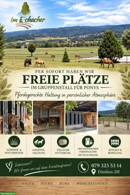 Freie Plätze in Pony-Gruppenstall in Dänikon ZH