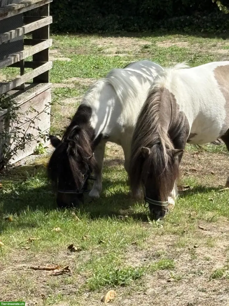 2 wunderschöne Mini-Shetty Stuten zu verkaufen