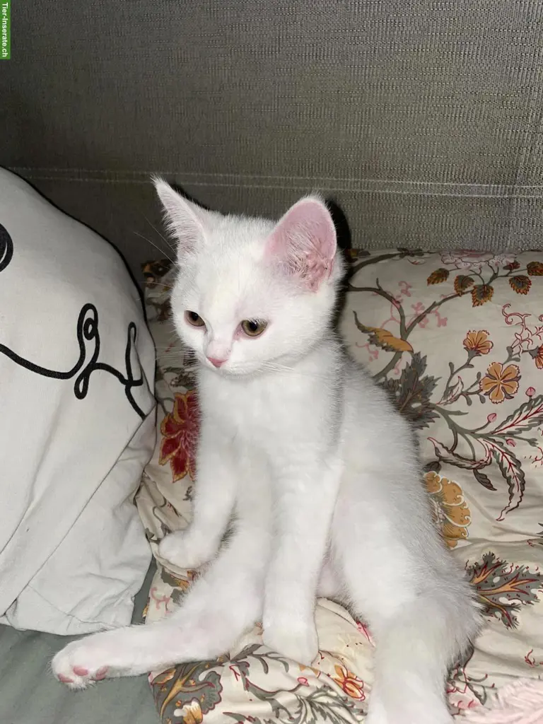 2 BKH / BLH Mix Kater