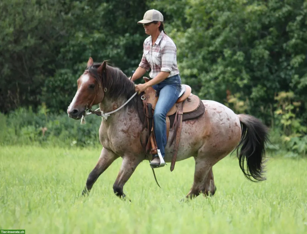 Kanadischer Mustang Wallach
