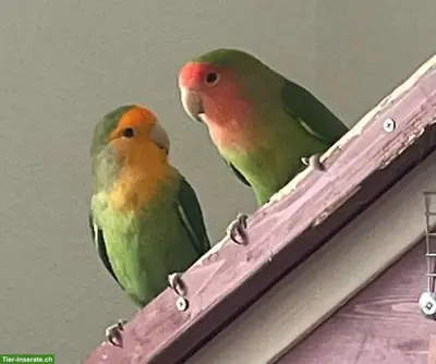 Mehrere Agapornis / Lovebird Paare abzugeben