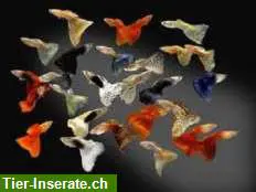 Hat jemand zu viele Guppys? Suche gratis oder günstig