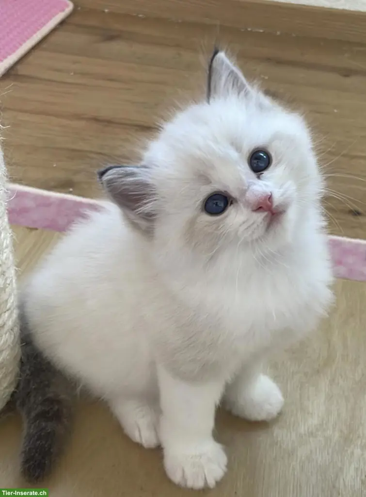 Ragdoll Kitten mit Stammbaum, Seal, Blue, Lynx Bicolor