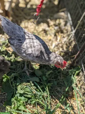 🐓 Wunderschöne Junghähne ABZUGEBEN 🐓