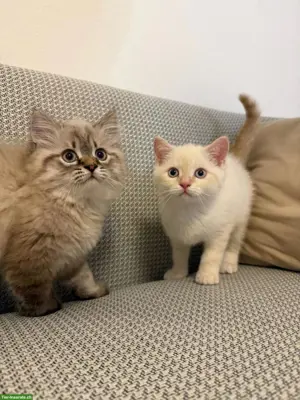 BKH und BLH Kitten zu verkaufen