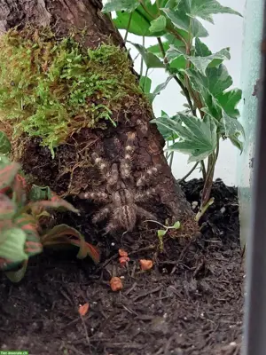 0.0.1 Poecilotheria regalis Vogelspinnen abzugeben