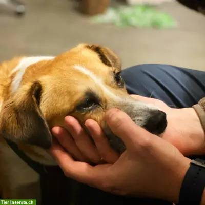 Verhaltenstherapie & Hundeschule Punkt Hund | Nidwalden, Obwalden