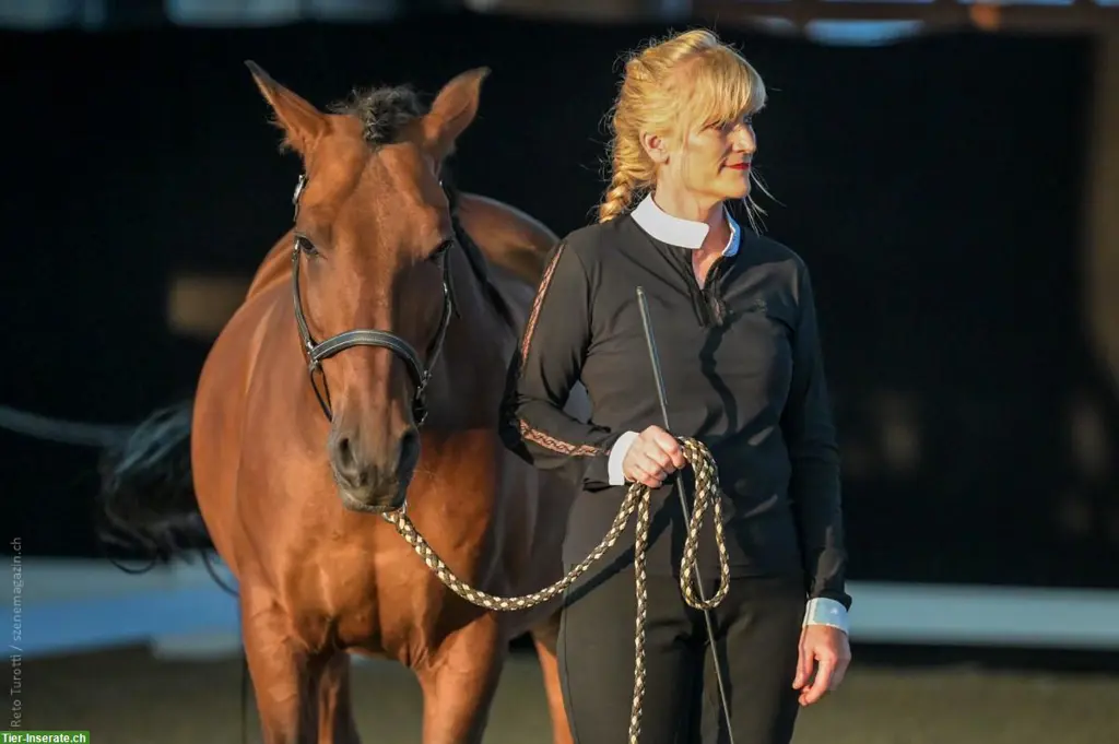 Trainee-Stelle Reitkunst / Freizeitreiten by Lucy