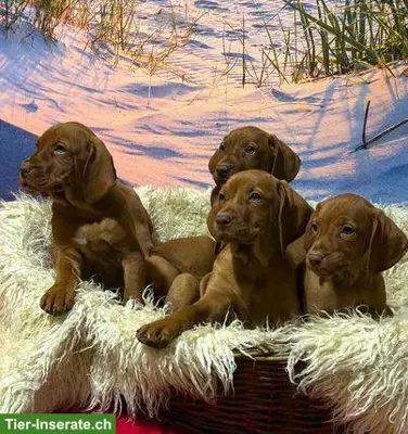Wunderschöne Magyar Vizsla Welpen, reinrassig