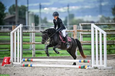 Aktuell reserviert: 8-jähriger Welsh Ponywallach