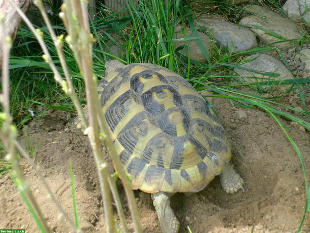 Griechische Landschildkröten zu verkaufen