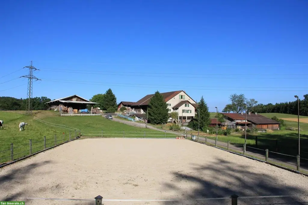 Offenstall-Platz für Stute in Effretikon ZH, barhuf, max. 160cm