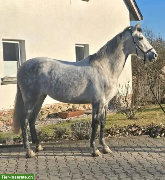 Talentierte PRE-Stute, Working Equitation & gehobenes Freizeitpferd