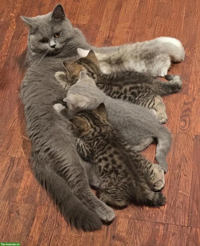 BKH Kitten suchen ein liebevolles Zuhause