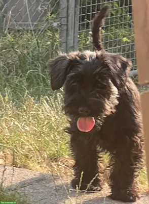 Zwergschnauzer Rüde, schwarz