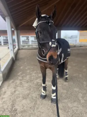 Reitbeteiligung in Arnegg auf sportlichem Wallach