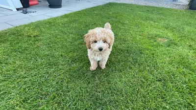 Suche Deckrüden Toypudel für unsere Hündin Maltipo